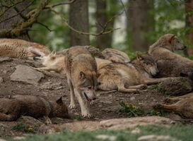 Scholier lastiggevallen door wolven op Utrechtse Heuvelrug 