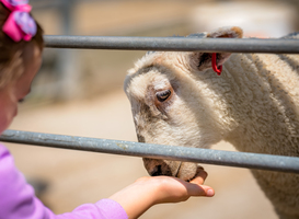 Leerlingen speciaal onderwijs onthullen gebarenbordjes bij kinderboerderij
